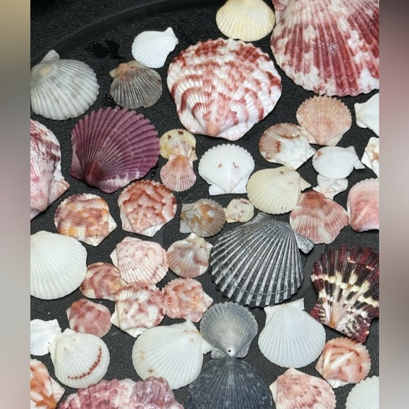 50 Colorful FLORIDA CALICO SCALLOPS SHELLS CRAFTING DIY COLLECTING MIXED LOT - Picture 8 of 17